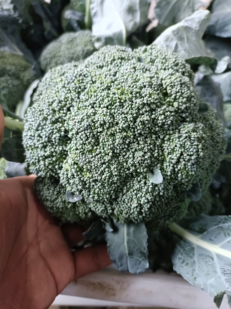 河南西兰花大量上市，西兰花小米粒，耐寒可打冷电商档口商超