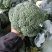 河南西兰花大量上市，西兰花小米粒，耐寒可打冷电商档口商超