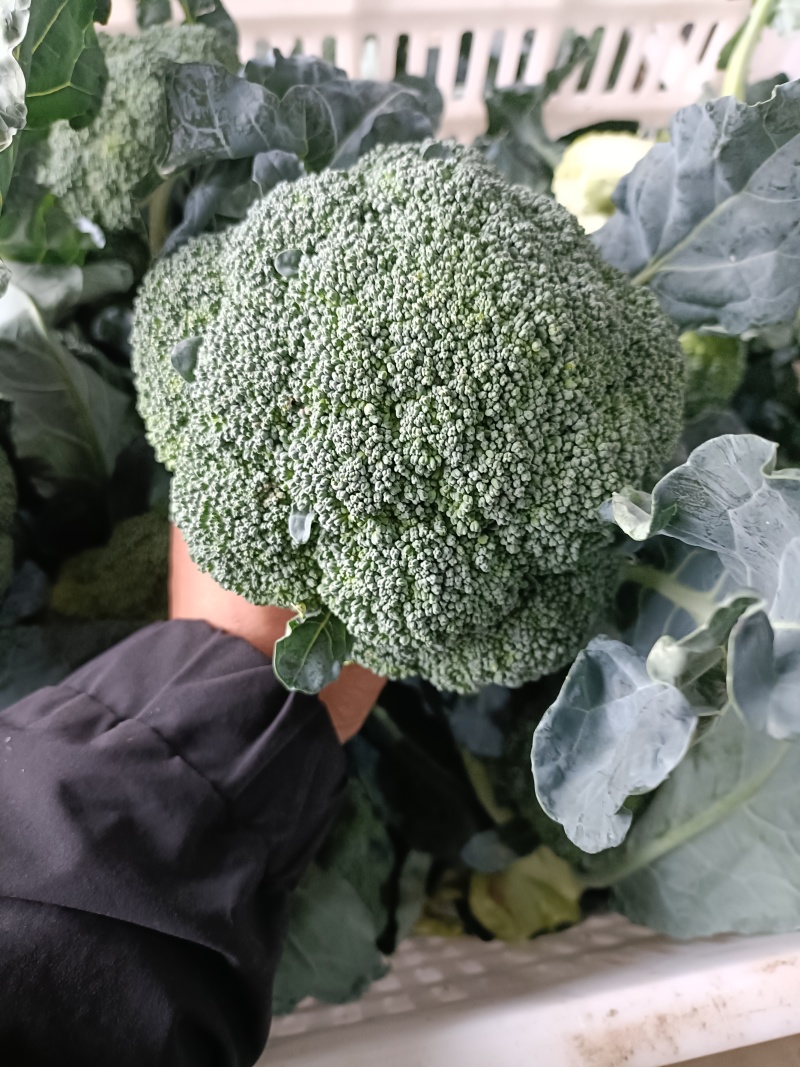 河南西兰花大量上市，西兰花小米粒，耐寒可打冷电商档口商超