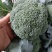 周口扶沟耐寒炎秀西兰花大花小花西兰花大量上市可代发全国