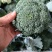 周口扶沟耐寒炎秀西兰花大花小花西兰花大量上市可代发全国