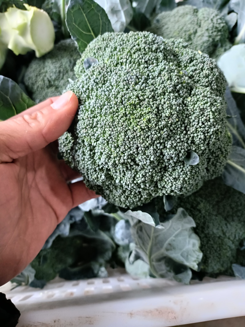 周口扶沟耐寒炎秀西兰花大花小花西兰花大量上市可代发全国