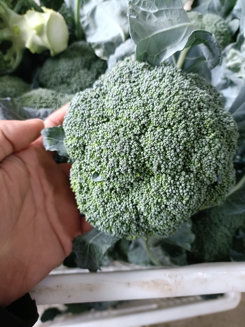 周口扶沟耐寒炎秀西兰花大花小花西兰花大量上市可代发全国