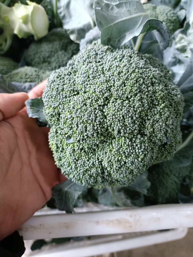周口扶沟耐寒炎秀西兰花大花小花西兰花大量上市可代发全国