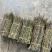 铁皮石斛！！基地直发！！石斛批发源头！！