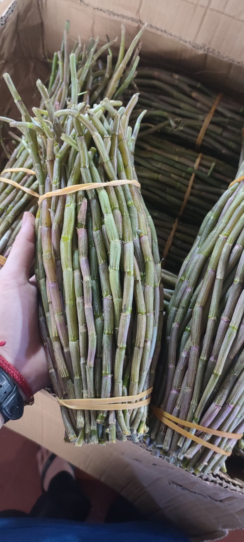 铁皮石斛！！基地直发！！石斛批发源头！！
