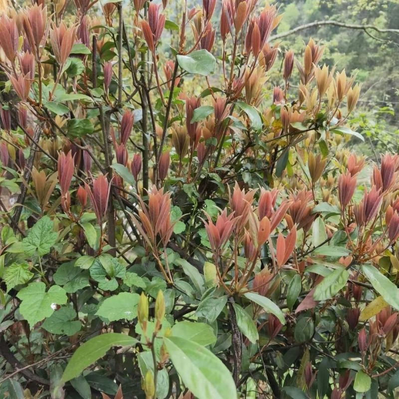 【老鹰茶苗】根系发达成活率高提供技术指导品质保证
