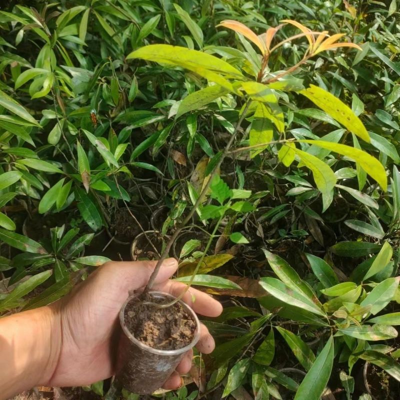 【老鹰茶苗】根系发达成活率高提供技术指导品质保证
