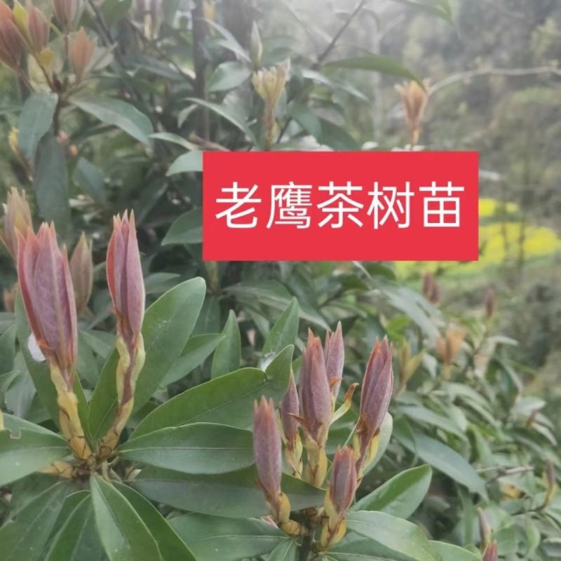 【老鹰茶苗】根系发达成活率高提供技术指导品质保证