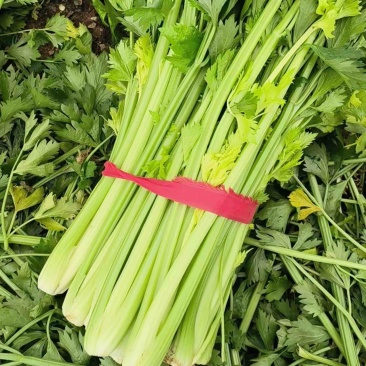 万亩芹菜基地质量好价格优！加工厂基地常年供货