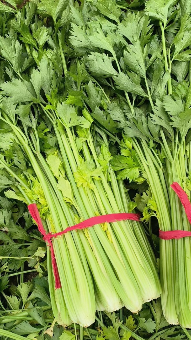 万亩芹菜基地质量好价格优！加工厂基地常年供货