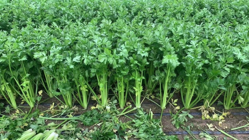 万亩芹菜基地质量好价格优！加工厂基地常年供货