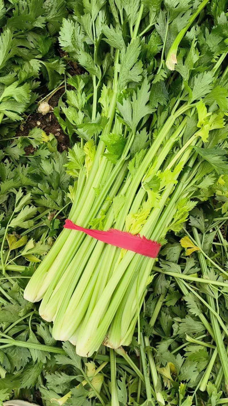 万亩芹菜基地质量好价格优！加工厂基地常年供货