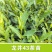 【龙井43茶苗】产地批发一手货源现挖现发价格实惠量