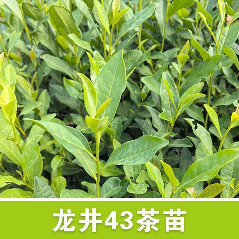【龙井43茶苗】产地批发一手货源现挖现发价格实惠量