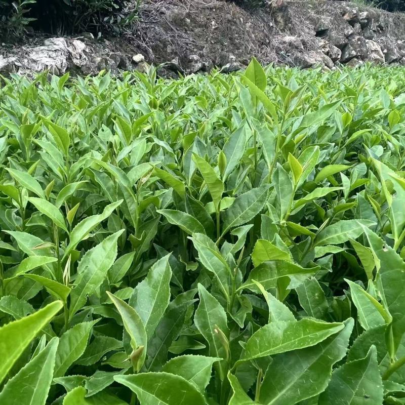 【龙井43茶苗】产地批发一手货源现挖现发价格实惠量