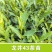 【龙井43茶苗】产地批发一手货源现挖现发价格实惠量
