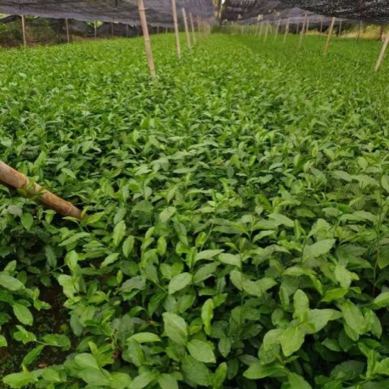 【精选】乌牛早茶树苗品质保证诚信经营万亩基地批发