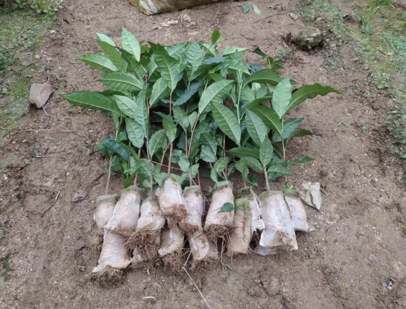 绿茶杯茶苗栽培提供技术支持成活率高产地一手货