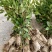绿茶杯茶苗栽培提供技术支持成活率高产地一手货