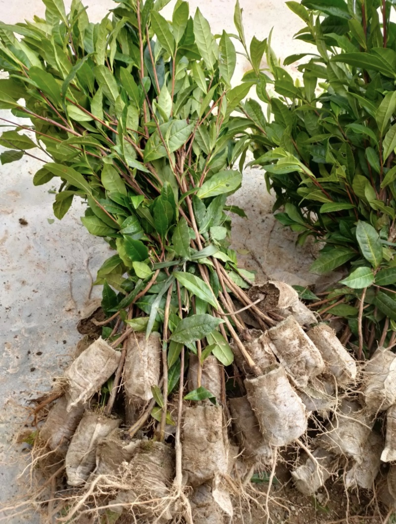 绿茶杯茶苗栽培提供技术支持成活率高产地一手货