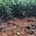 梅占茶苗，1万起。0.15一株诚信为本客户至上