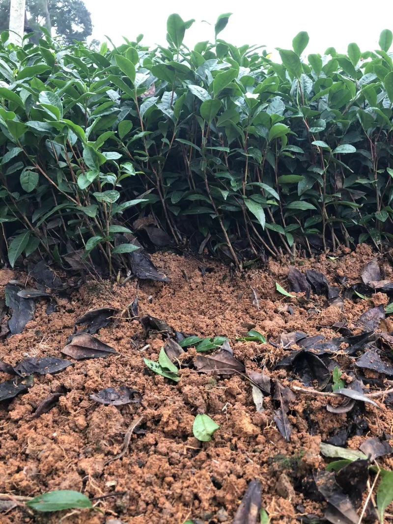 梅占茶苗，1万起。0.15一株诚信为本客户至上