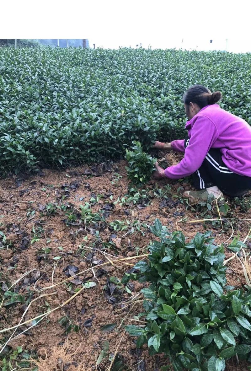 梅占茶苗，1万起。0.15一株诚信为本客户至上