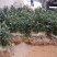 梅占茶苗，1万起。0.15一株诚信为本客户至上