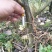 5年老茶树10棵起15元100棵9元1000棵后5元。