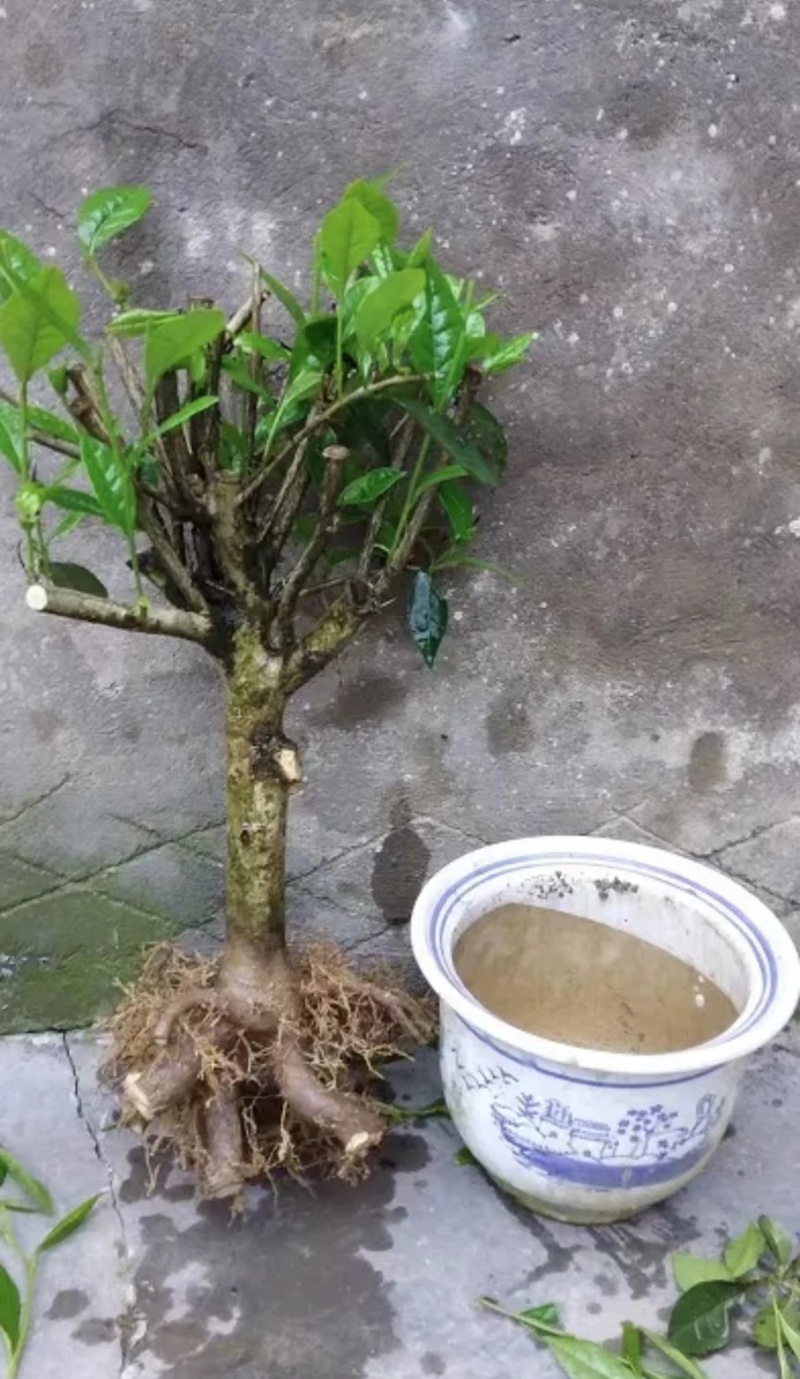 5年老茶树10棵起15元100棵9元1000棵后5元。