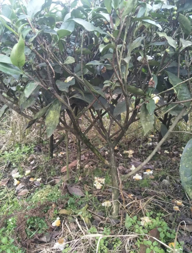 5年老茶树10棵起15元100棵9元1000棵后5元。