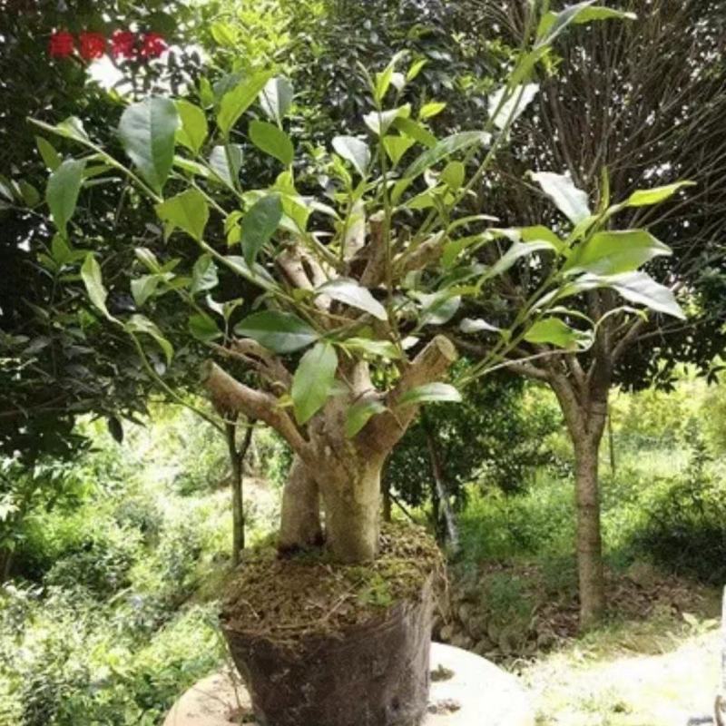5年老茶树10棵起15元100棵9元1000棵后5元。