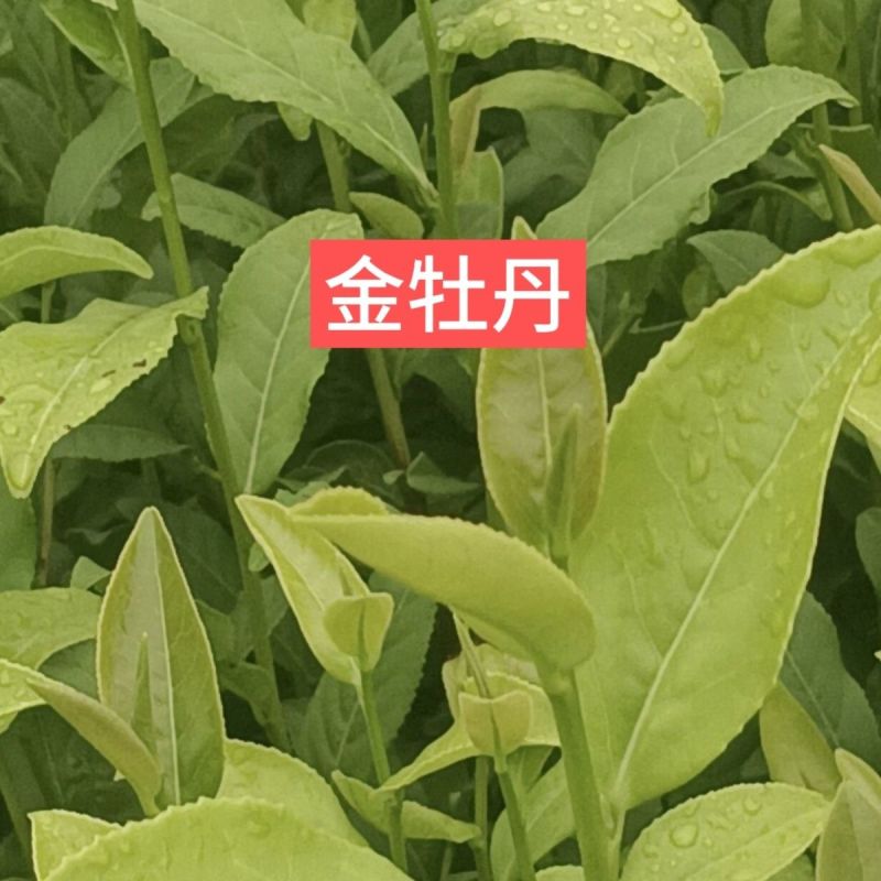 【金牡丹茶苗】根系发达粗壮基地批发耐寒假一赔十规格齐