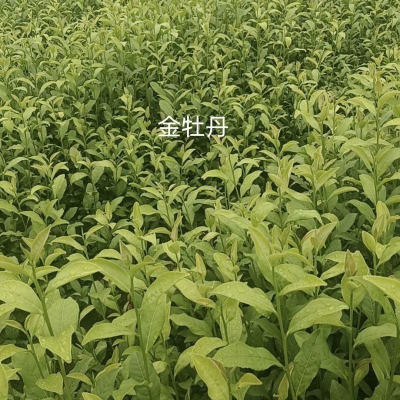 【金牡丹茶苗】根系发达粗壮基地批发耐寒假一赔十规格齐