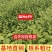 【金牡丹茶苗】根系发达粗壮基地批发耐寒假一赔十规格齐