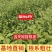 【金牡丹茶苗】根系发达粗壮基地批发耐寒假一赔十规格齐