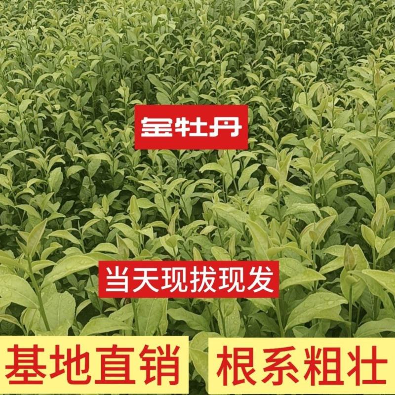 【金牡丹茶苗】根系发达粗壮基地批发耐寒假一赔十规格齐