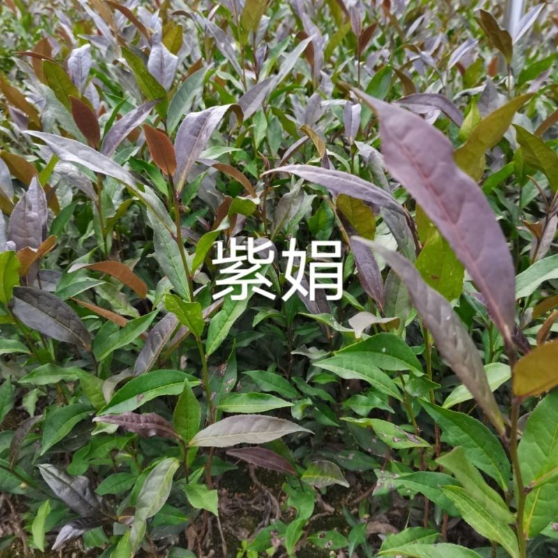 【紫娟茶苗】根系发达粗壮产地一手货规格齐全质优价廉