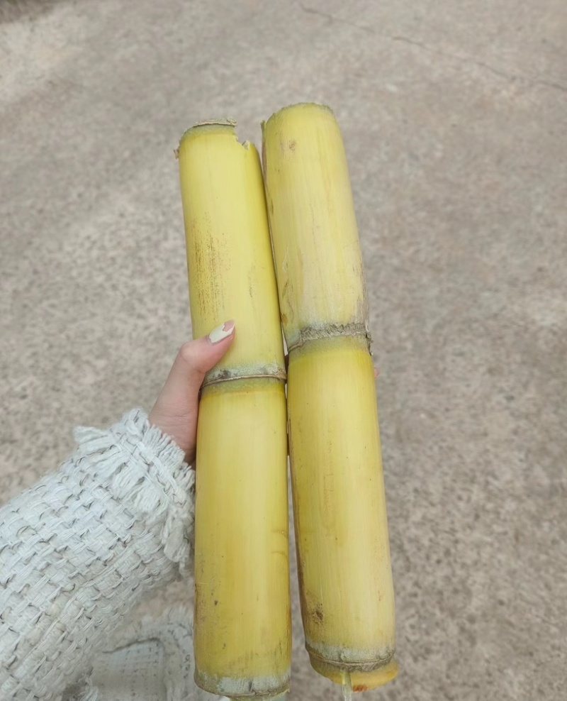 云南黄皮甘蔗大量上新了汁多口甜品质保证可发全国市场