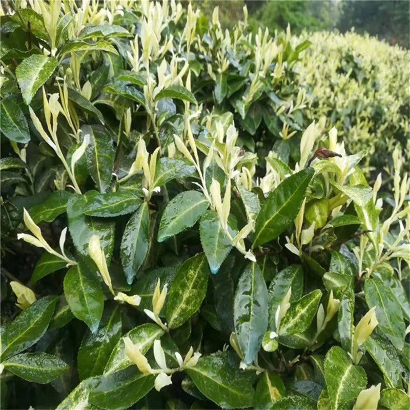 【推荐】极白茶苗品质保证规格齐全质优价廉一手货源