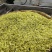 【推荐】极白茶苗品质保证规格齐全质优价廉一手货源