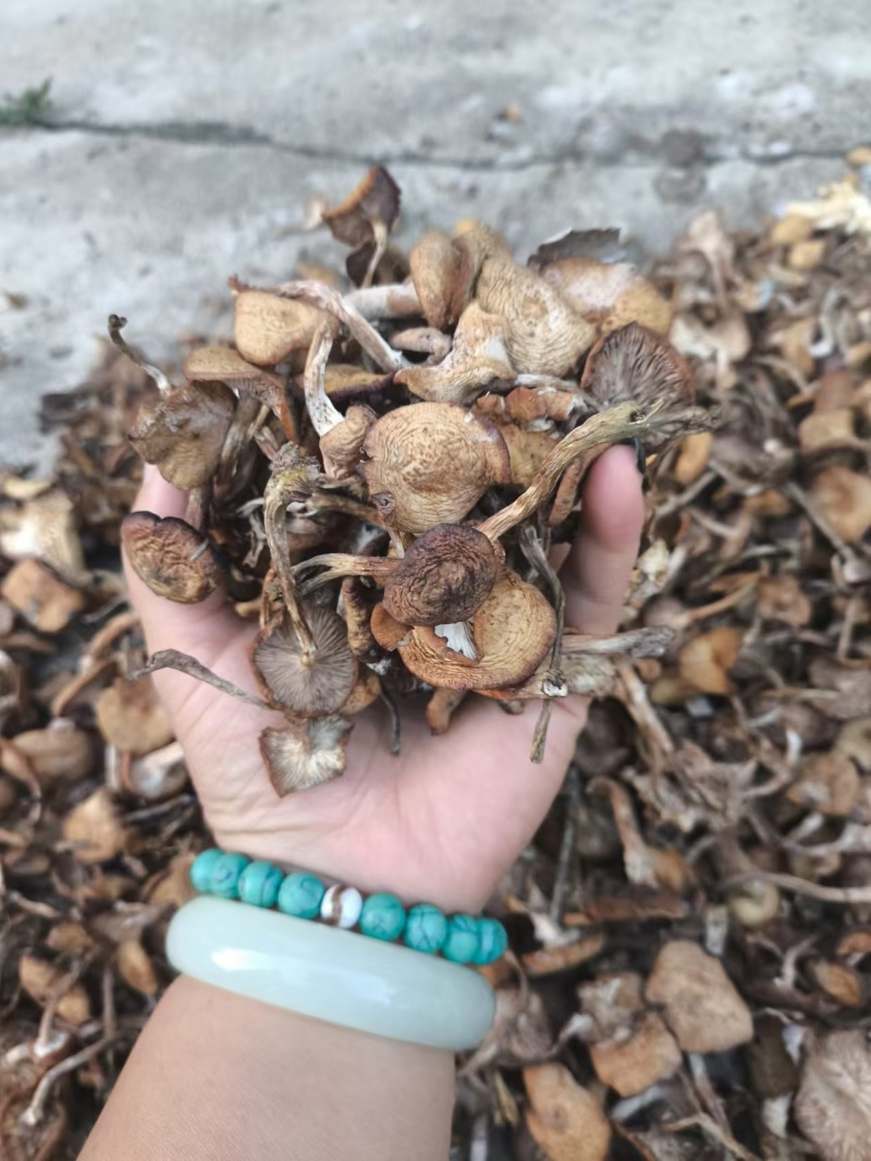 榛蘑批发榛蘑丁榛蘑片供应各个平台实体店好吃不贵