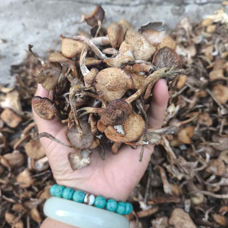 榛蘑批发榛蘑丁榛蘑片供应各个平台实体店好吃不贵