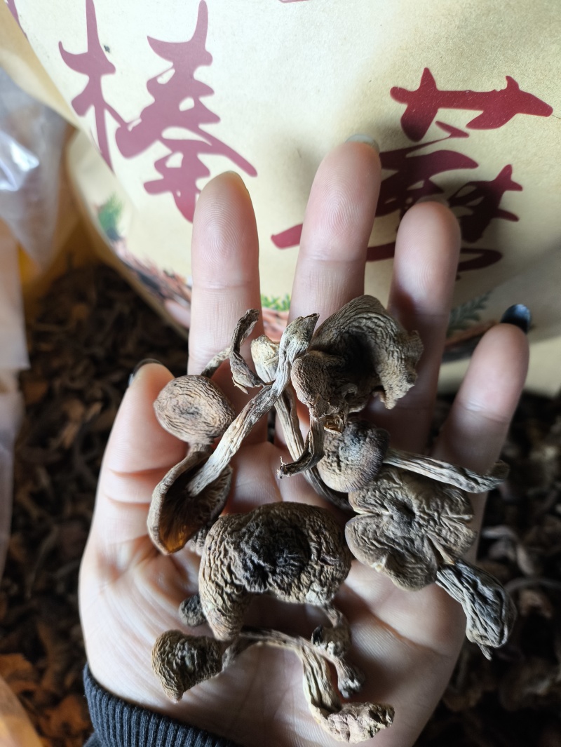 榛蘑批发榛蘑丁榛蘑片供应各个平台实体店好吃不贵