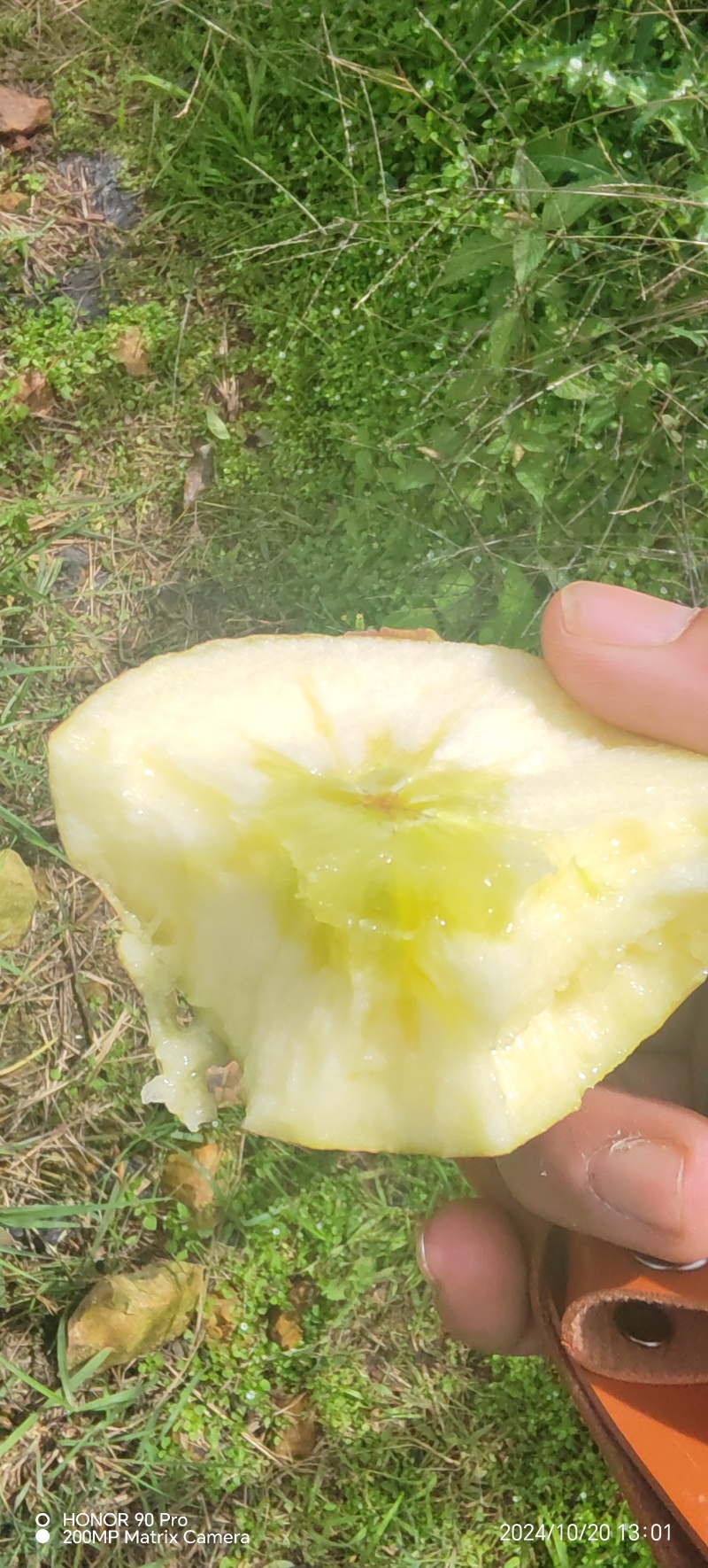 昭通糖心苹大量上市，糖心满满
