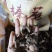 榛蘑批发榛蘑丁榛蘑片供应各个平台实体店好吃不贵