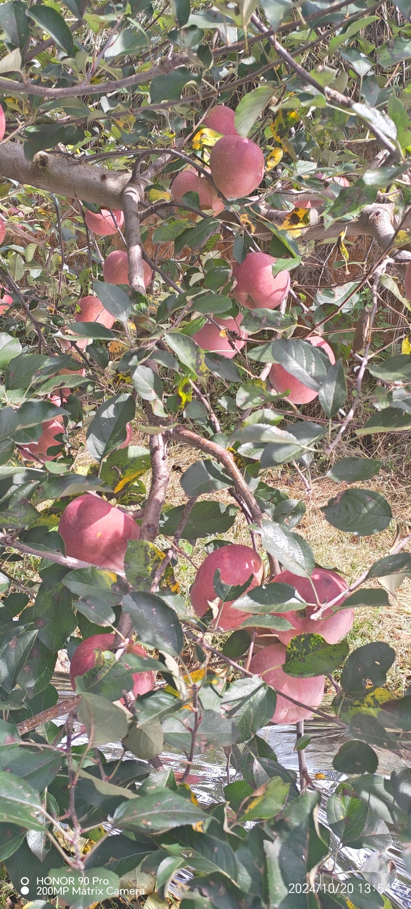 昭通糖心苹大量上市，糖心满满