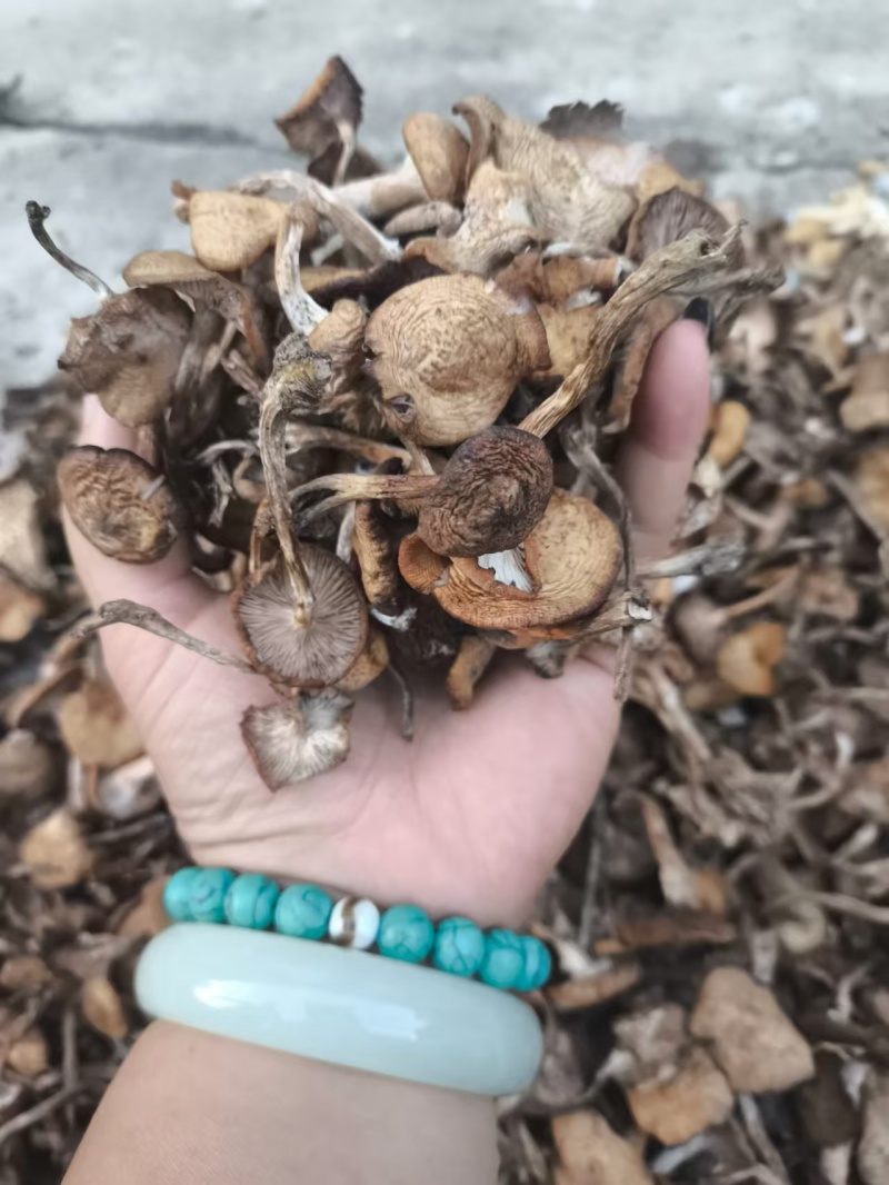 榛蘑批发榛蘑丁榛蘑片一件代发产地直发