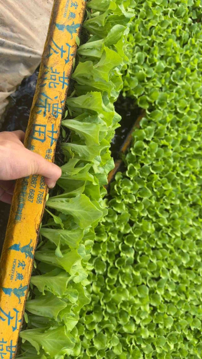 宏燕漂苗大利生菜苗